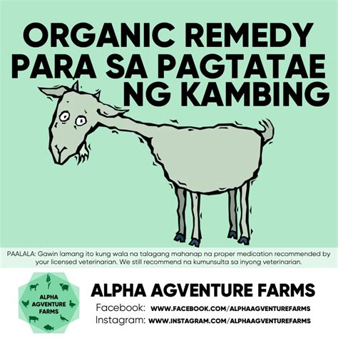 Nagtatae ba ang iyong kambing at .